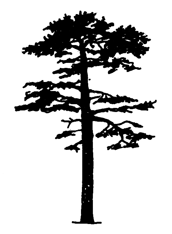 塞罕坝松树标识